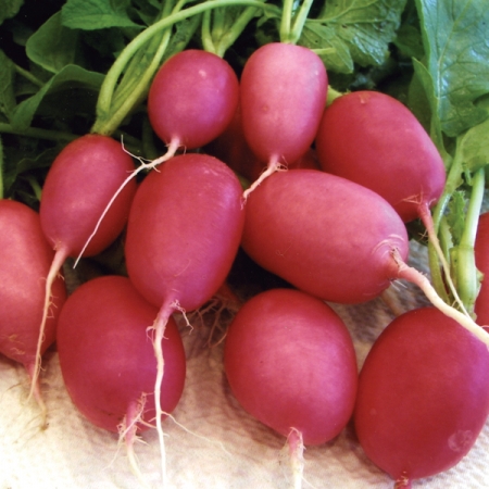 RADISH PINK LADY SLIPPER