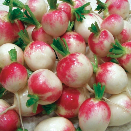RADISH RED HEAD