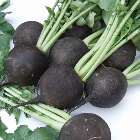 RADISH SPANISH BLACK