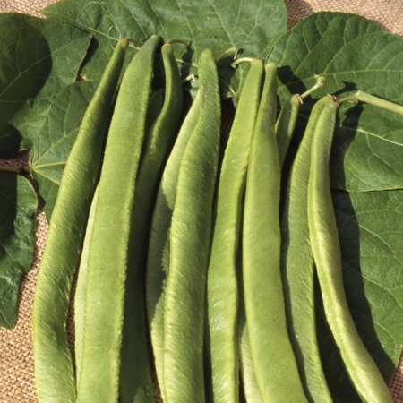 RUNNER BEAN MOONLIGHT