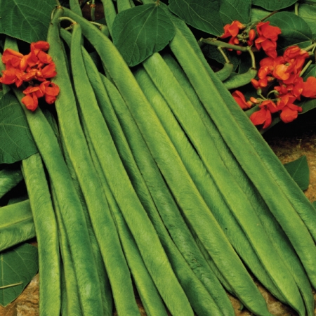 RUNNER BEAN SCARLET EMPIRE