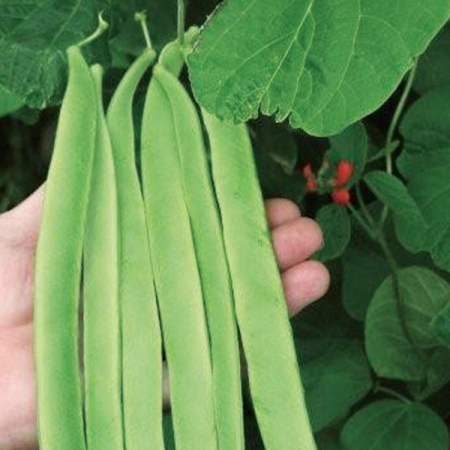 RUNNER BEAN ST GEORGE