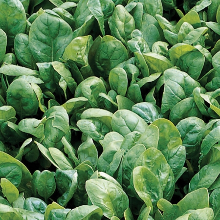SPINACH TOSCANE