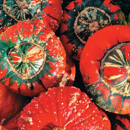 SQUASH TURKS TURBAN