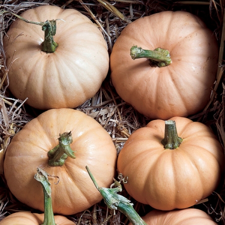 SQUASH AUTUMN CROWN F1