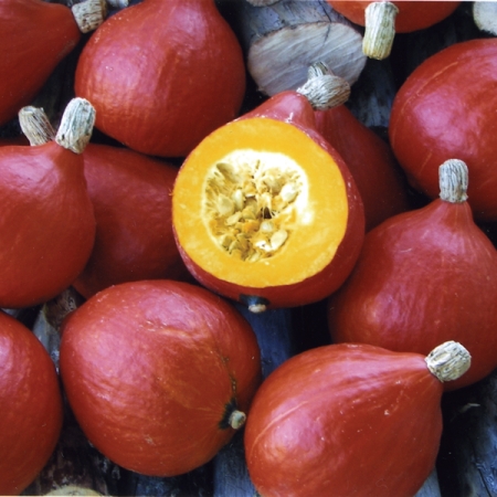 SQUASH RED KURI