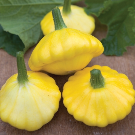 SQUASH SCALLOP TWINKLE F1