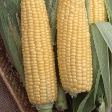 SWEETCORN MIRAI GIANT YELLOW F1 (130 Y)