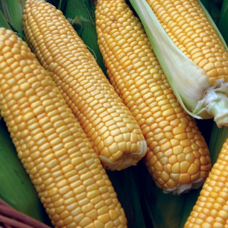 SWEETCORN TATONKA F1