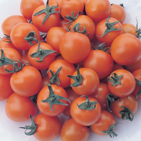 TOMATO SUNGOLD