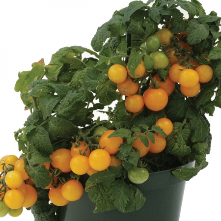 TOMATO SWEET 'N' NEAT YELLOW