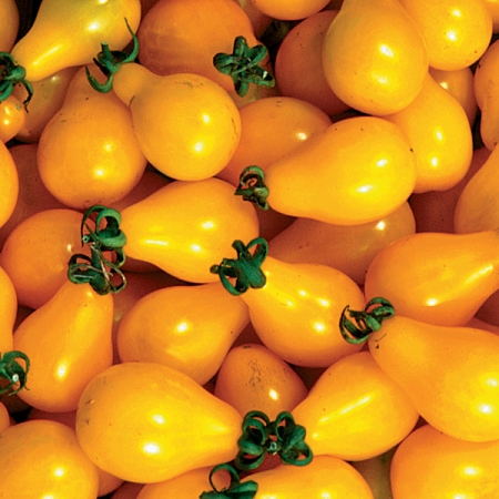 TOMATO BEAM'S YELLOW PEAR