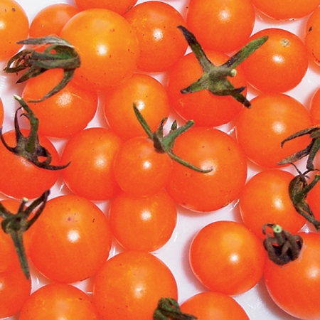 TOMATO CURRANT GOLDRUSH