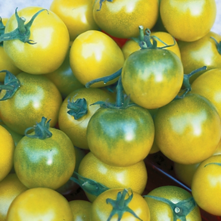 TOMATO GREEN GRAPE