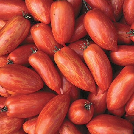 TOMATO SPECKLED ROMAN