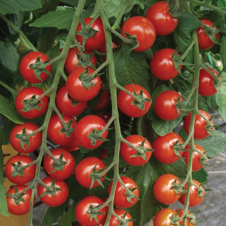 TOMATO TROPICAL F1