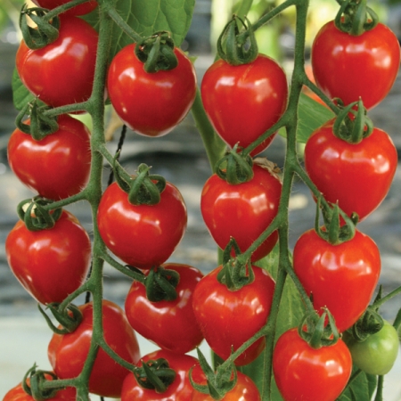TOMATOBERRY GARDEN F1