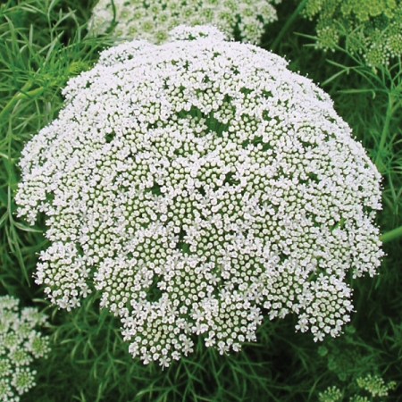 AMMI VISNAGA CASABLANCA | Queen Annes Lace | Bishops Flower Seeds