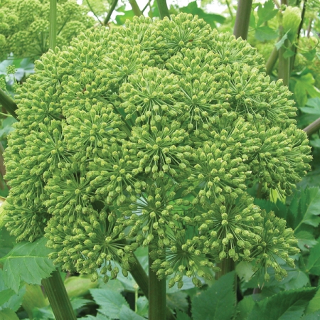 ANGELICA ARCHANGELICA