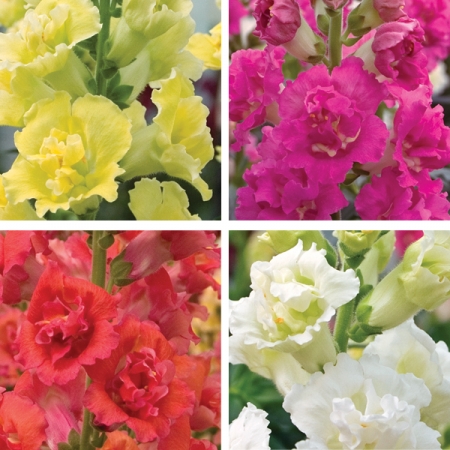 ANTIRRHINUM DOUBLE MADAME BUTTERFLY F1 MIXED