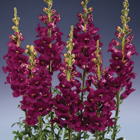 ANTIRRHINUM APOLLO PURPLE F1