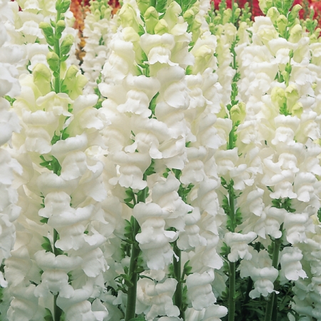 ANTIRRHINUM OPUS POLAR ICE F1