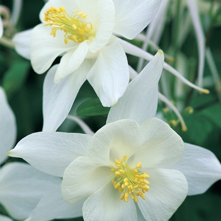 AQUILEGIA ORIGAMI WHITE F1