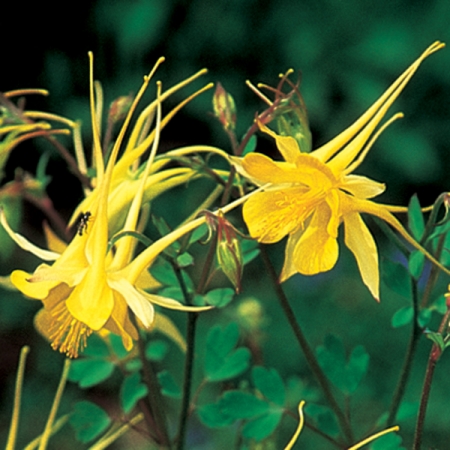 AQUILEGIA CHRYSANTHA YELLOW STAR