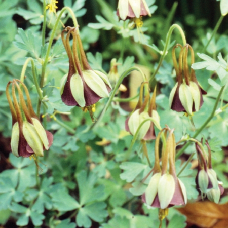 AQUILEGIA VIRIDIFLORA CHOCOLATE SOLDIER