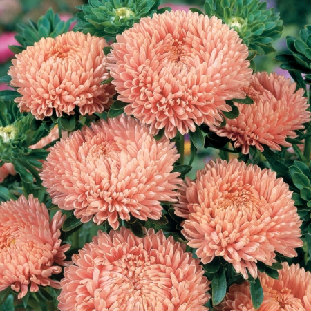 ASTER LADY CORAL SALMON