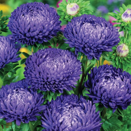 ASTER LADY CORAL DARK BLUE