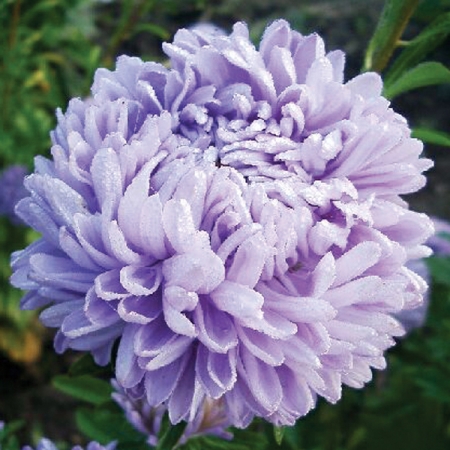 ASTER LADY CORAL LIGHT BLUE