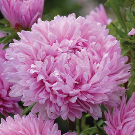 ASTER CANDYFLOSS