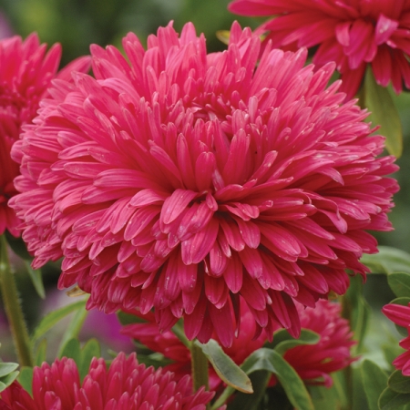 ASTER STRAWBERRY CRUSH