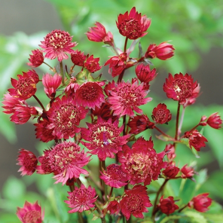 ASTRANTIA MAJOR RUBY WEDDING