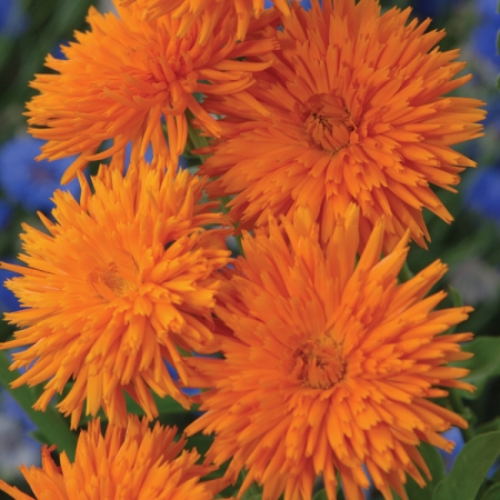 CALENDULA PORCUPINE