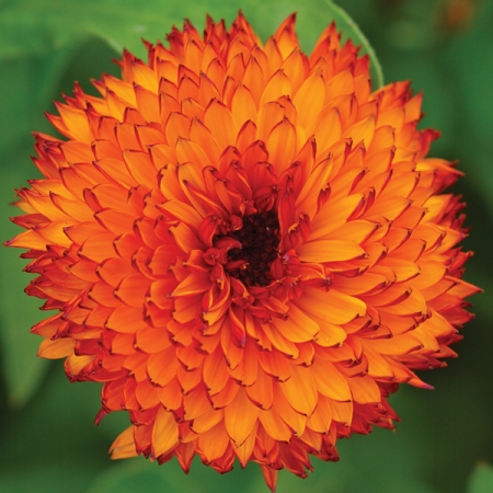 CALENDULA NEON