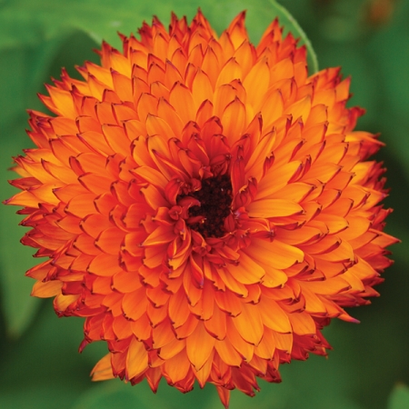 Calendula 'Neon' seeds - Calendula officinalis