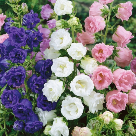 CAMPANULA SUMMER BELLS