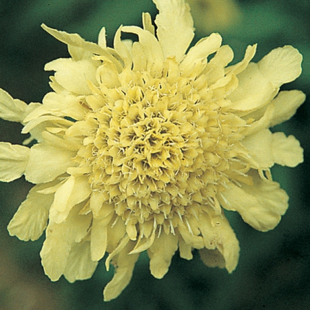 CEPHALARIA GIGANTEA