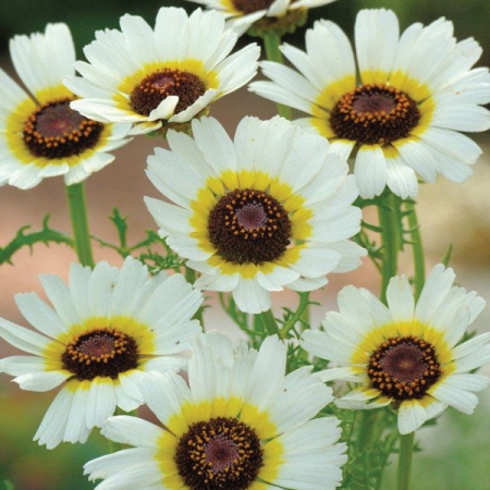 CHRYSANTHEMUM POLAR STAR