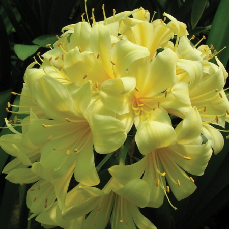 CLIVIA MINIATA BUTTERBALL