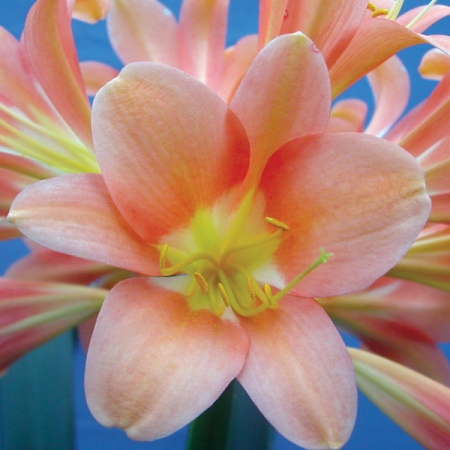 CLIVIA MINIATA LANA