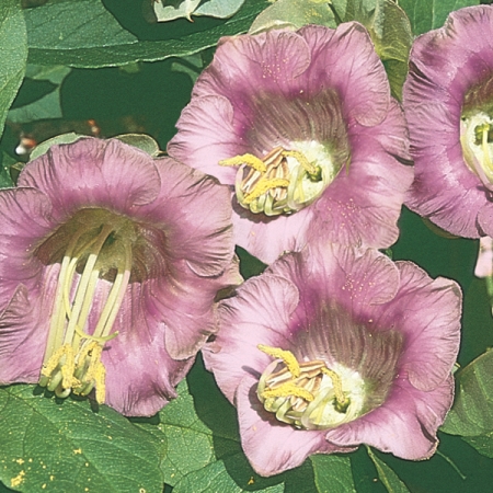 COBAEA SCANDENS