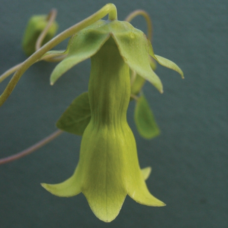 CODONOPSIS KAWATAMII JADE