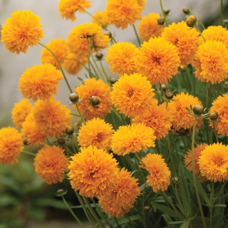 COREOPSIS GOLDEN GLOBE