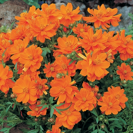 COSMOS COSMIC ORANGE