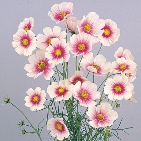 COSMOS SWEET DREAMS