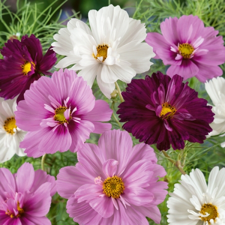 COSMOS COLLARETTE IMPROVED MIX