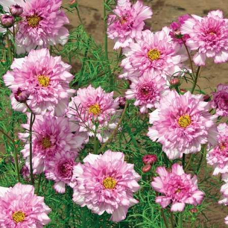COSMOS DOUBLE BONBON PINK BICOLOUR